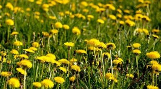 Le iniziative dell’Orto Botanico di Firenze a Fiorinfiera 2015